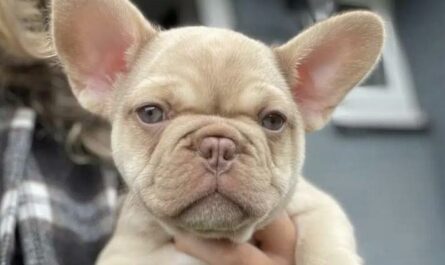 Guide To The Isabella French Bulldog
