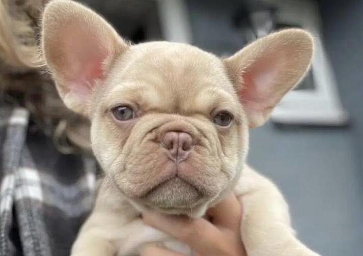 A Detailed Guide To The Isabella French Bulldog