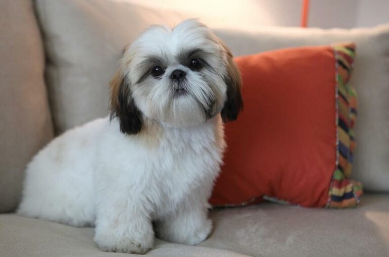 Imperial Shih Tzu: Size, Price, Care Tips & More