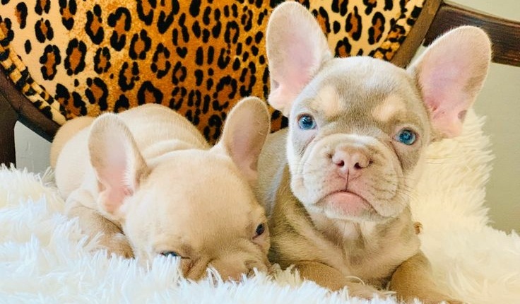 Isabella-French-Bulldog-Puppies