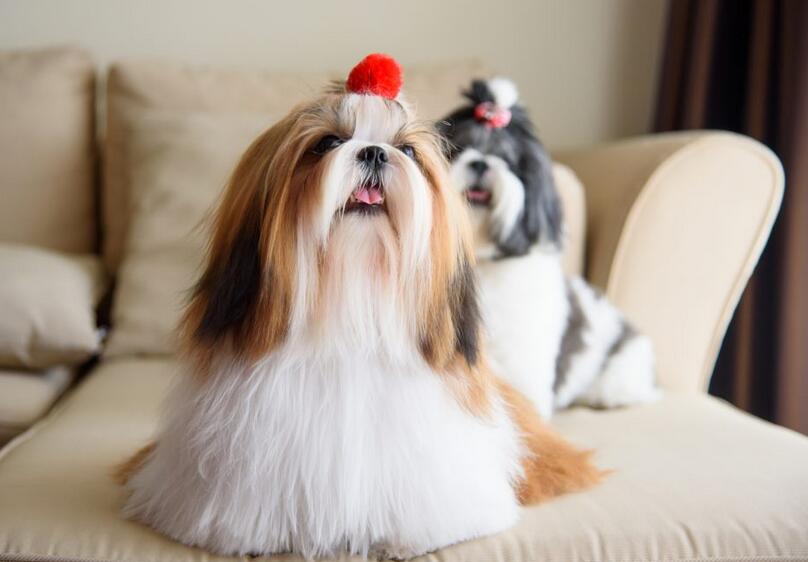 Why Your Shih Tzu Puppy is Shedding