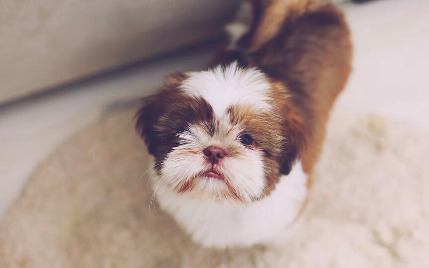 Additional Costs for Raising a Shih Tzu