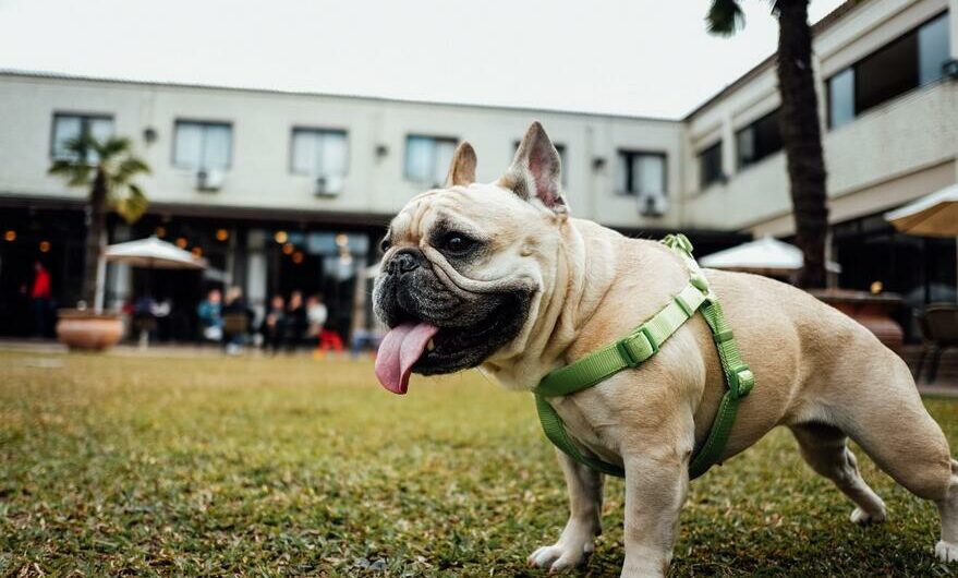 French Bulldog Lifespan – How Long Will Your Friend Live?