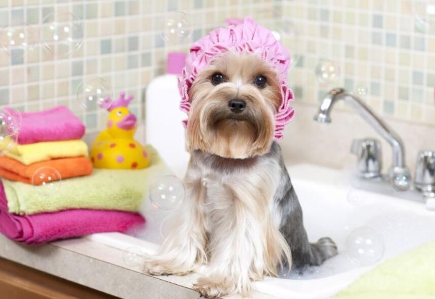 Dog Spa Before Bedtime