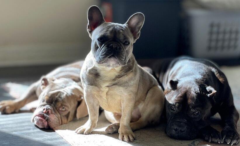Factors Affecting The French Bulldog's Lifespan