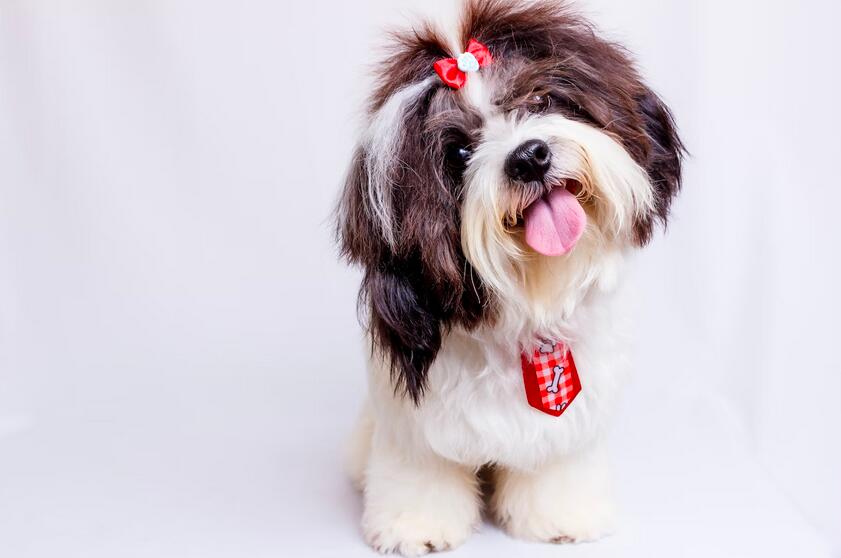 How Much Does a Shih Tzu Cost