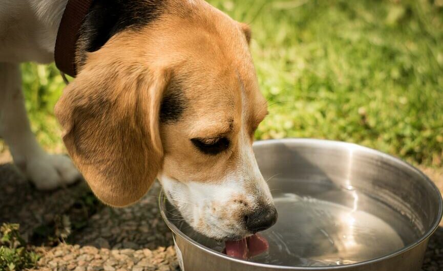 How Long Can A Dog Go Without Water? Signs of Dehydration