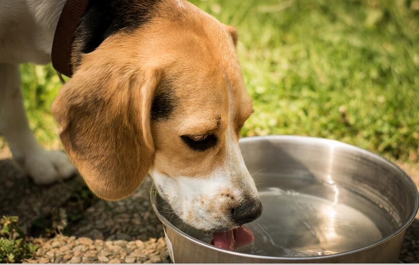How long can dogs go without water