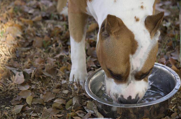 How to prevent dehydration in dogs