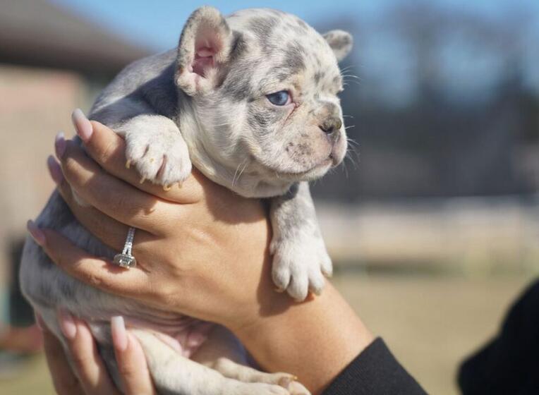 Lilac Merle Frenchies are rare and expensive.
