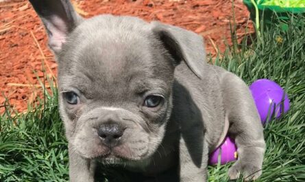 Lilac is a rare color in French Bulldog