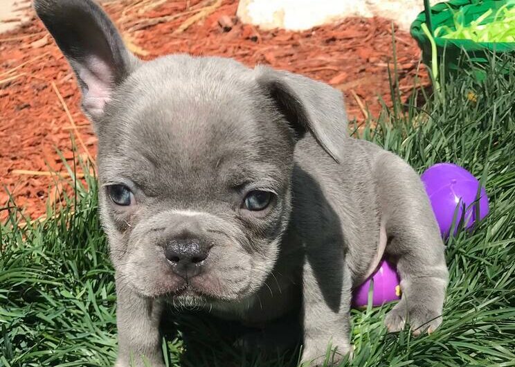 Lilac French Bulldog: Appearance, Traits, And More!