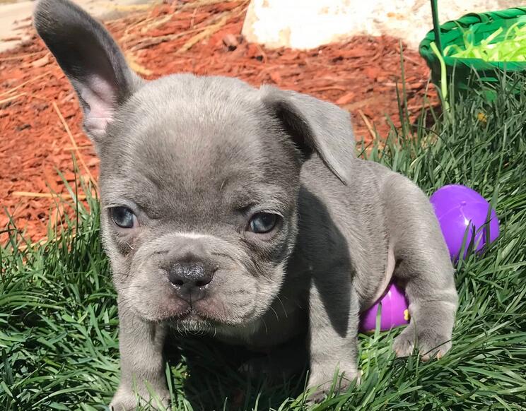 Lilac is a rare color in French Bulldog