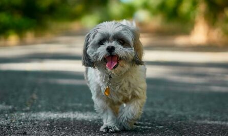 What Factors Affect The Shih Tzu Prices