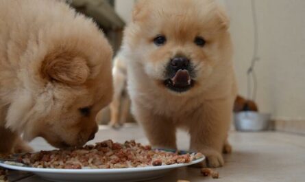 When can puppies eat dry food