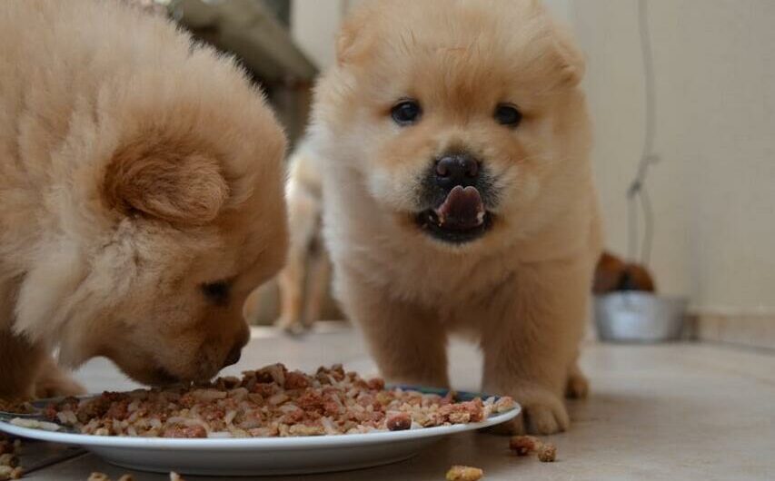 When Is the Right Time to Switch Your Puppy to Dry Food?