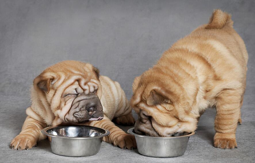 When can puppies start eating hard food
