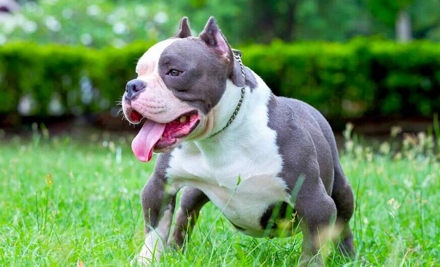 Blue American Bully: All Facts You Should Know