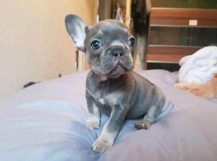 Blue And Tan French Bulldog: Complete Guide