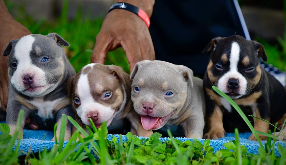 Different Color Variations of Tri-color Bullies