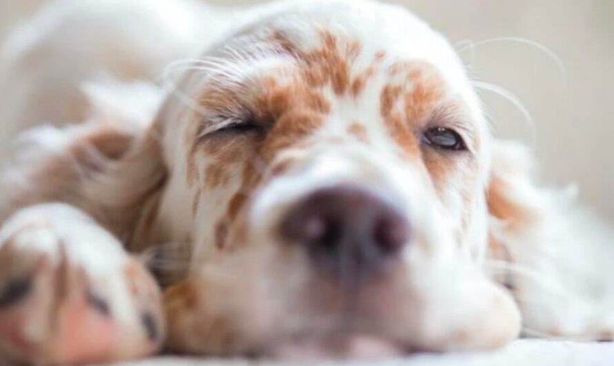 Dogs Sleep With Eyes Open: Is It Really A Problem?