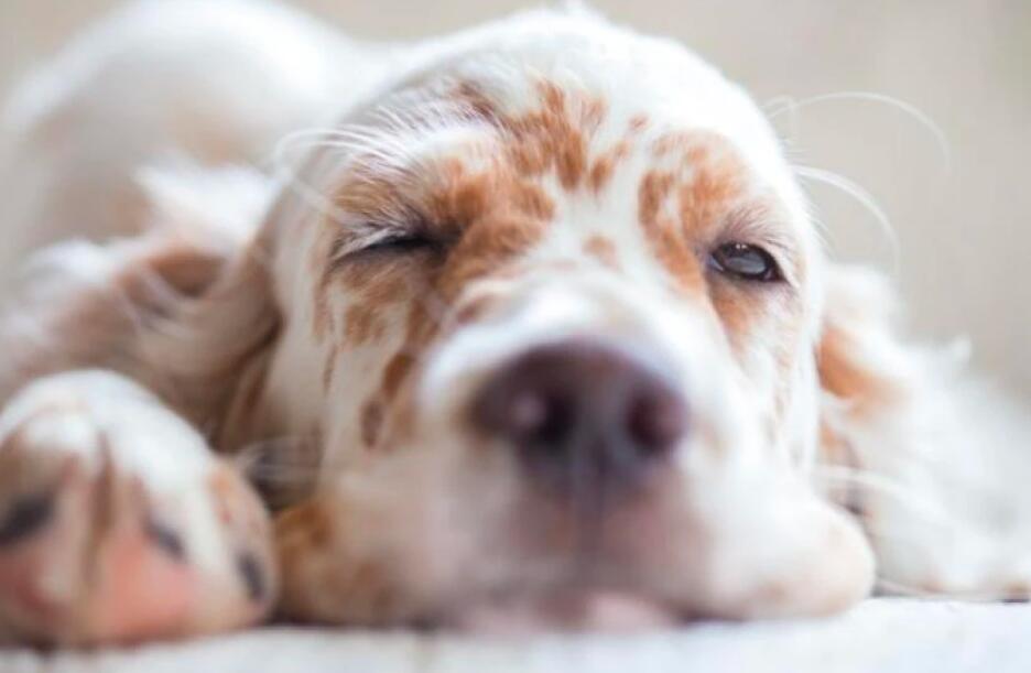 Dogs Sleep With Eyes Open