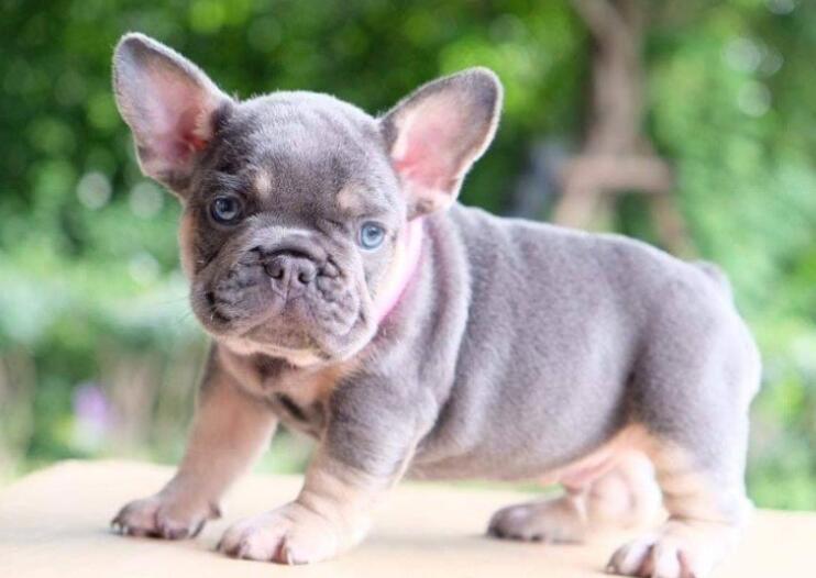 How to get a Blue and Tan French Bulldog