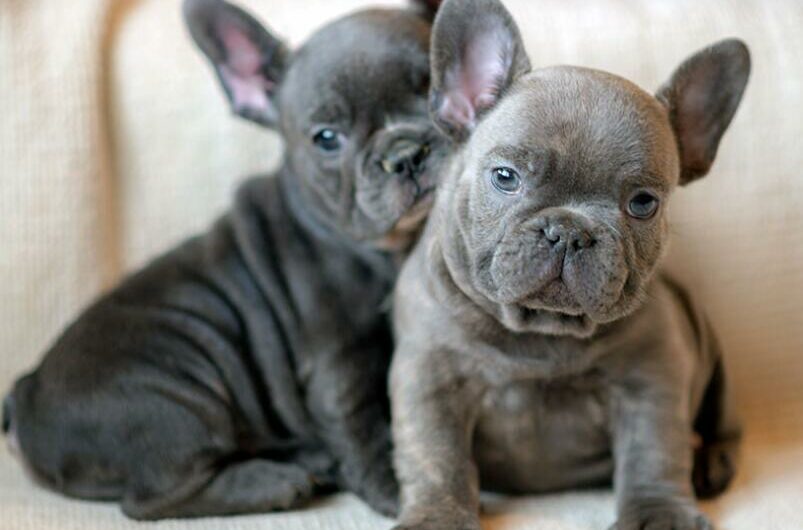 Lilac Vs Blue French Bulldog: Everything You Need to Know