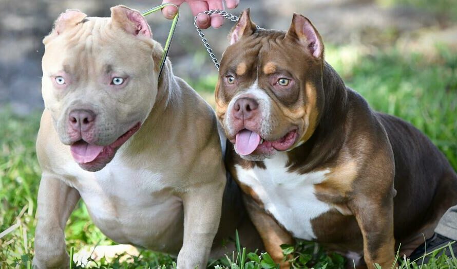 Tri Color Bully: Important Facts You Need To Know