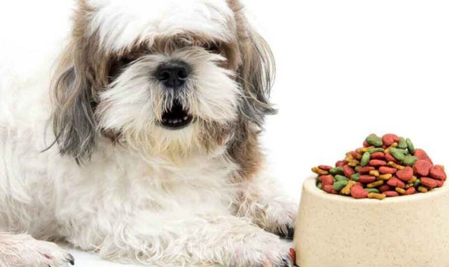 Avoid These10 Shih Tzu Foods to Keep Your Pet Healthy!