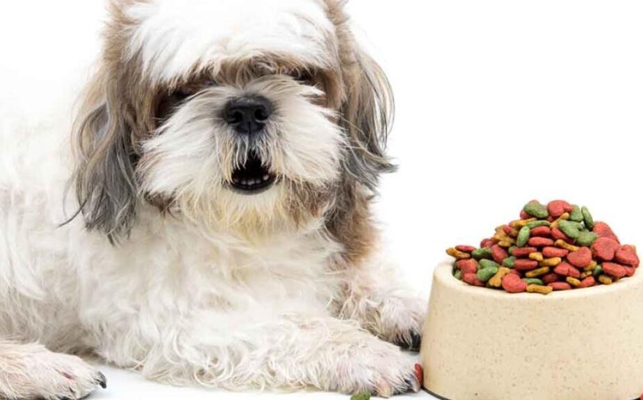 7 Worst Foods for Shih Tzu Dogs