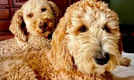 Average prices of F1B Goldendoodles