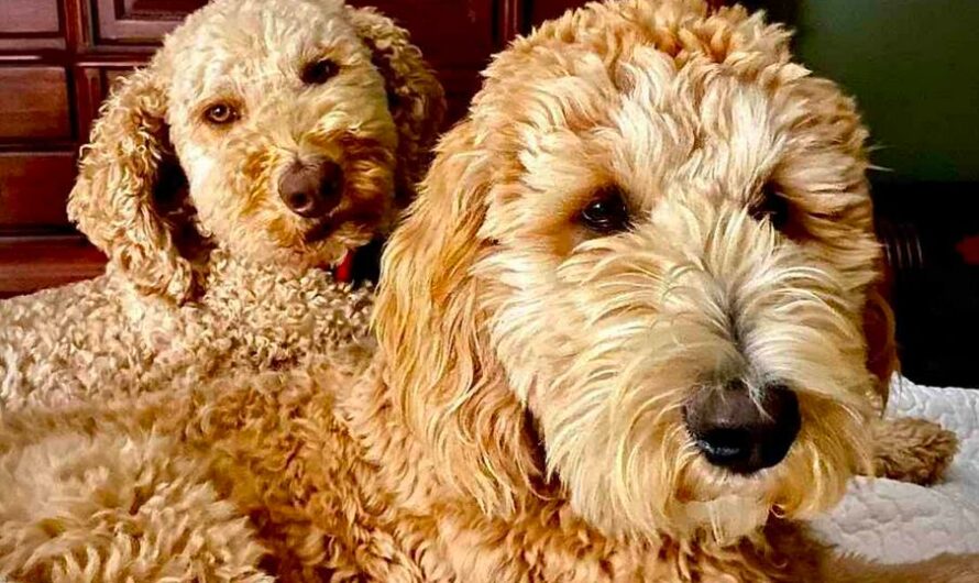 F1B Goldendoodle: A Complete Guide to This Adorable Dog Breed