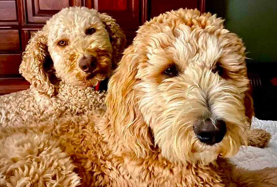 Average prices of F1B Goldendoodles