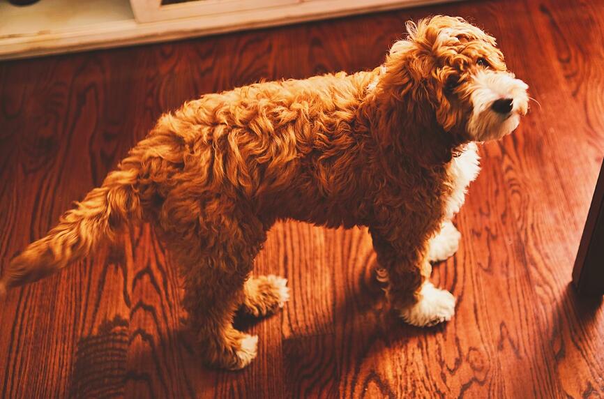 F1B Goldendoodle Breed