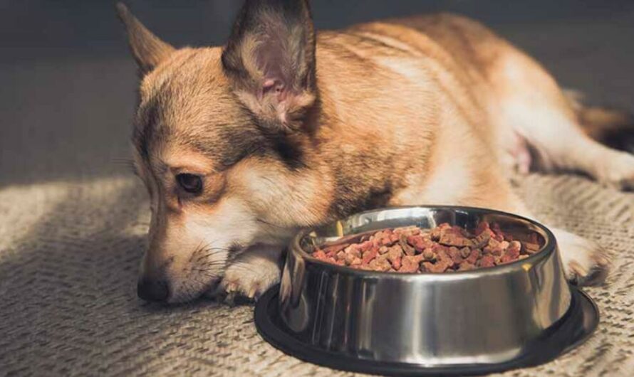 How Long Can a Dog Go Without Eating?Complete Guide
