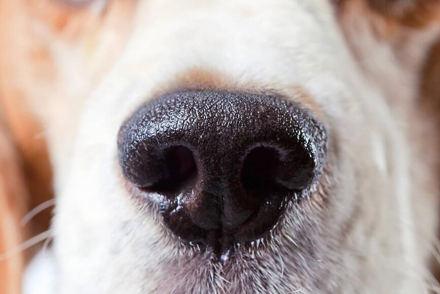 How To Deal With The White Spots On Dogs Nose
