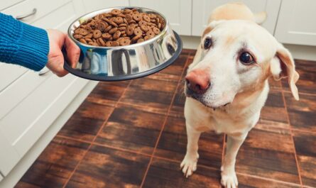 How To Get A Sick Dog To Eat Instantly
