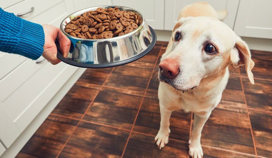 How To Get A Sick Dog To Eat:5 Tricks that Work