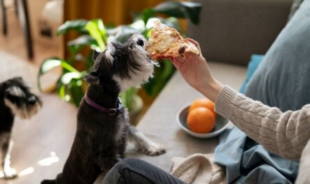 What cheese can be fed to dogs