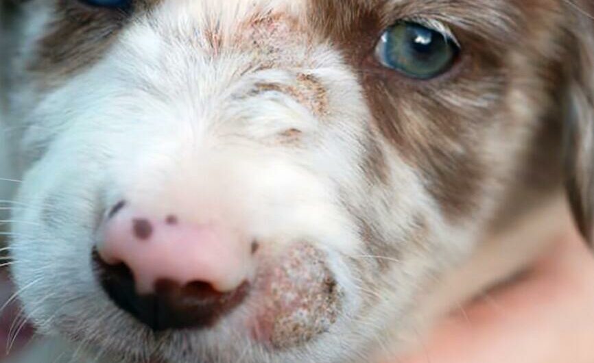 White Spots On Dogs Nose: What You Need To Know