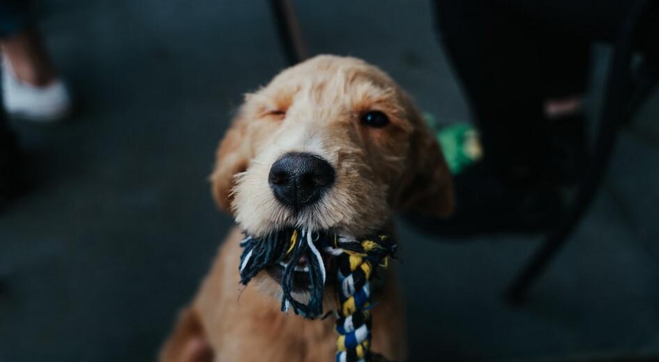 ‍The F1b Goldendoodle