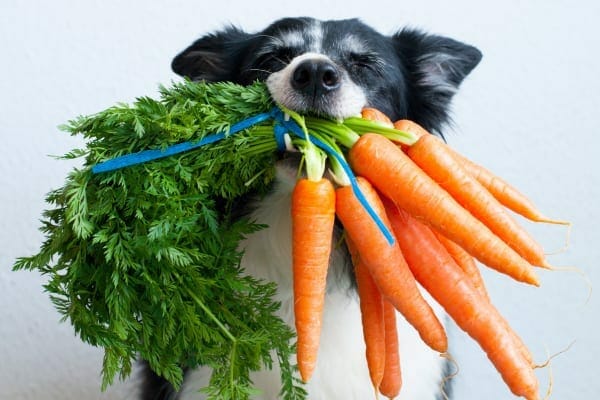 Safe Vegetables for Dogs
