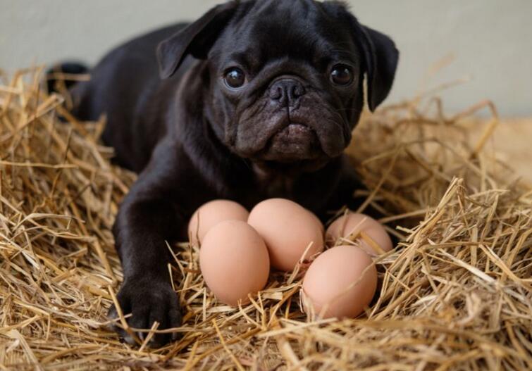 Can Dogs Eat Boiled Eggs? A Friendly Guide