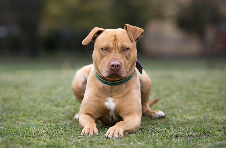 Common Health Issues in Pitbulls