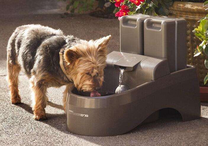 Fountains for Dogs