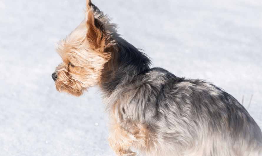 Yorkie Lifespan: How Long Can Your Yorkie Live?