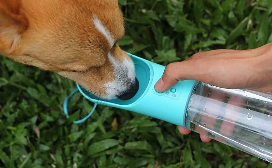 How to Encouraging Your Sick Dog to Drink
