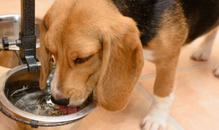 How to Get a Sick Dog to Drink Water
