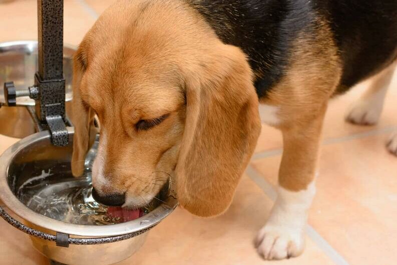 How to Get a Sick Dog to Drink Water Step By Step